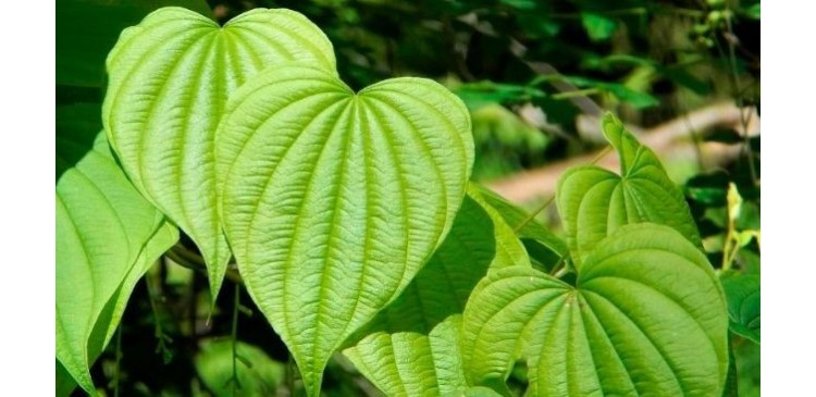 WILD YAM (Dioscorea villosa)